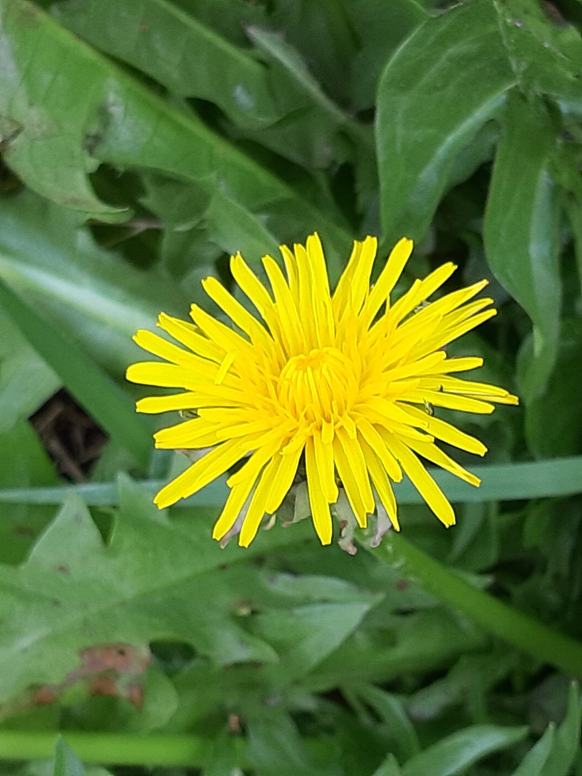 ImageYellow! Yellow! Yellow!