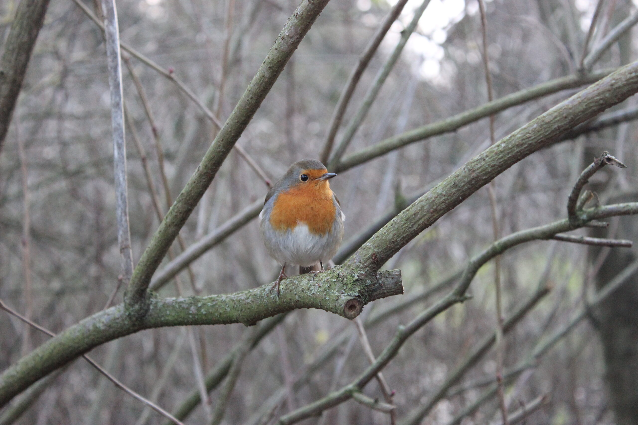 ImageΠροσευχή / Ξενιτειά κοινή